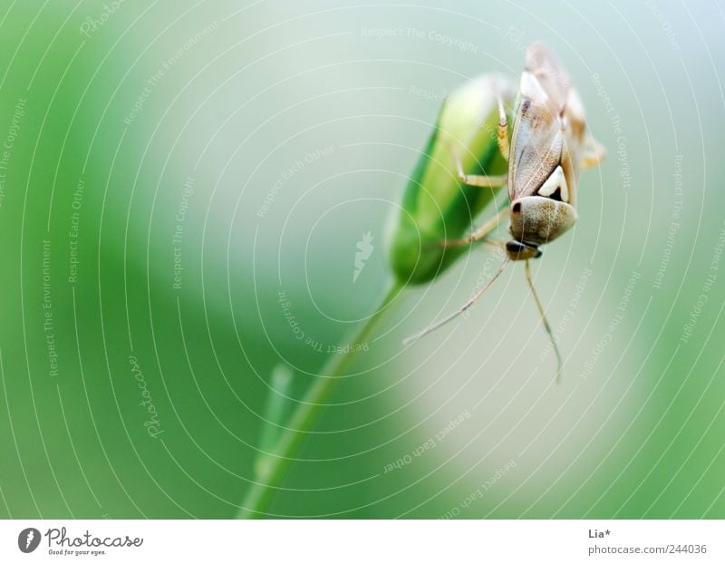 Wanze Umwelt Blume Gras Tier Käfer 1 sitzen ruhig Farbfoto Nahaufnahme Detailaufnahme Textfreiraum links Textfreiraum oben