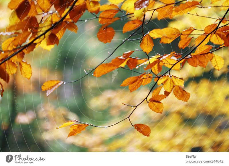 herbstliche Impression Buchenblätter unscharf Herbstblätter Waldbaden Herbstlaub Stimmungsbild Zweige Herbststimmung Herbstgefühle Oktober November Herbstwald