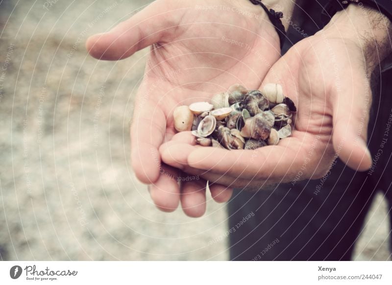 Muschelsucher Ferien & Urlaub & Reisen Sommerurlaub Strand Meer maskulin Mann Erwachsene Hand Sand schwarz Sammlung finden Gedeckte Farben Außenaufnahme