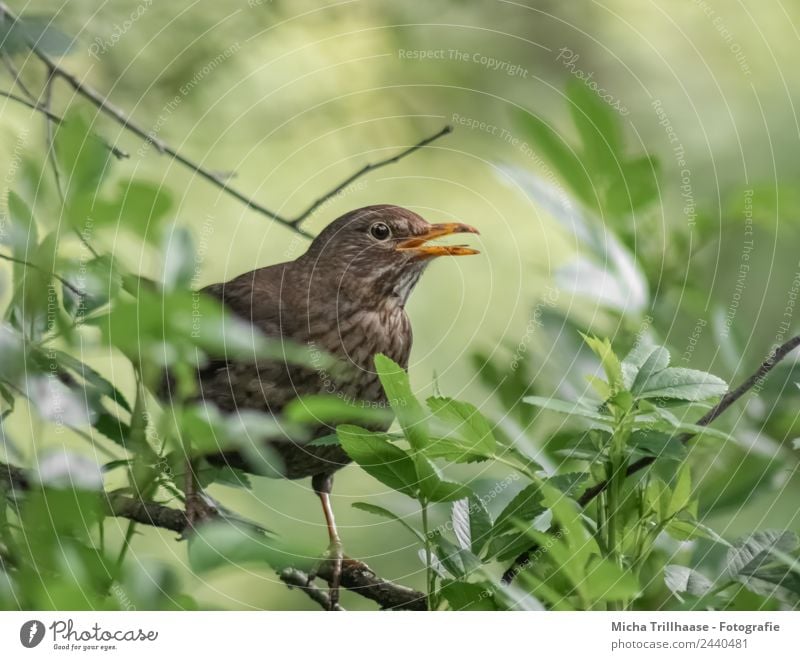 Singender Vogel Natur Tier Sonne Sonnenlicht Schönes Wetter Baum Blatt Wildtier Tiergesicht Flügel Krallen Amsel Schnabel Feder 1 beobachten Kommunizieren Blick