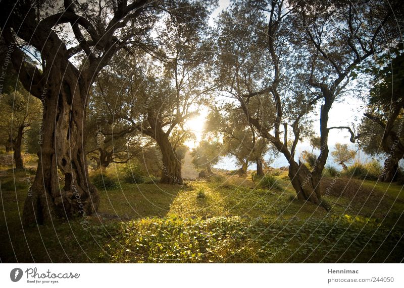 Gethsemane. Sommer Sonne Meer Natur Tier Sonnenlicht Frühling Schönes Wetter Pflanze Baum Gras Garten Wiese Wald Holz Duft träumen Wachstum alt außergewöhnlich