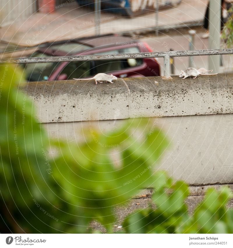 Eine Annäherung Tier Haustier Ratte Maus 2 Tiergruppe Tierpaar füttern Treffer Mauer Geländer Punk Beton Blatt Tiefenschärfe Schwanz nähern Treffpunkt Duell