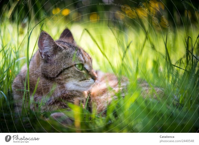 Ein schattiger Ruheort, Katze im Gras Natur Pflanze Tier Sommer Blume Blatt Blüte Sumpf-Dotterblumen Wiese 1 beobachten genießen liegen schön braun gelb grün