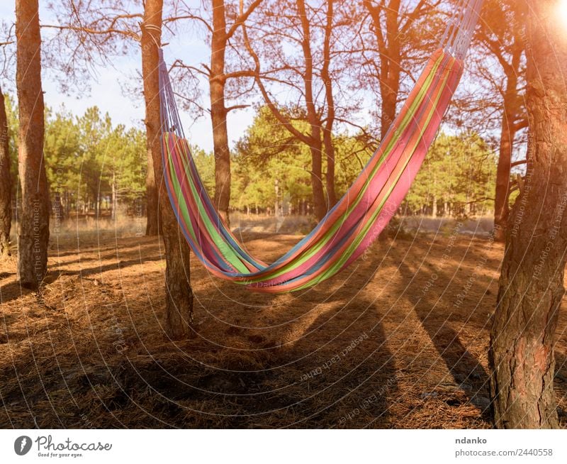 Leere Textil-Hängematte Erholung Ferien & Urlaub & Reisen Sommer Natur Landschaft Pflanze Baum Park Wald genießen gelb grün Stimmung Gelassenheit bequem Farbe