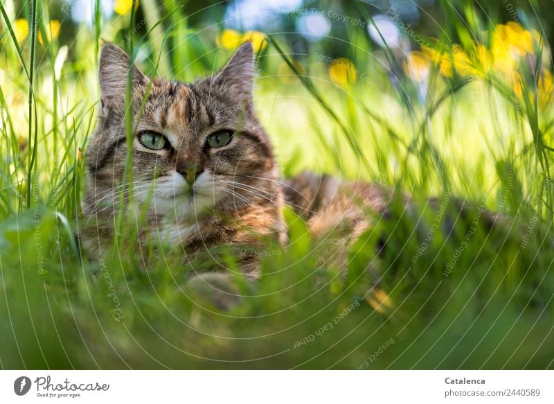 Eine kleine Katze im hohem Gras Natur Pflanze Tier Himmel Sommer Schönes Wetter Blume Blatt Blüte Wildpflanze Sumpf-Dotterblumen Wiese Feld 1 beobachten liegen