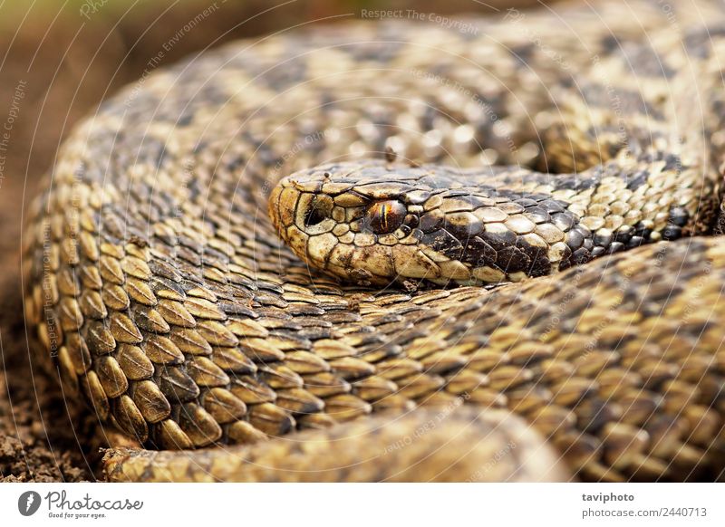 Nahaufnahme der weiblichen Orsinii-Viper schön Frau Erwachsene Natur Tier Wiese Schlange wild braun gefährlich Farbe Vipera Natter ader orsinii Rakkosiensis