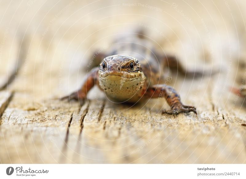 Nahaufnahme der lebendgebärenden Eidechse auf Holzplatte schön Berge u. Gebirge Umwelt Natur Tier klein natürlich wild braun Zootoca Vivipara Lizard allgemein