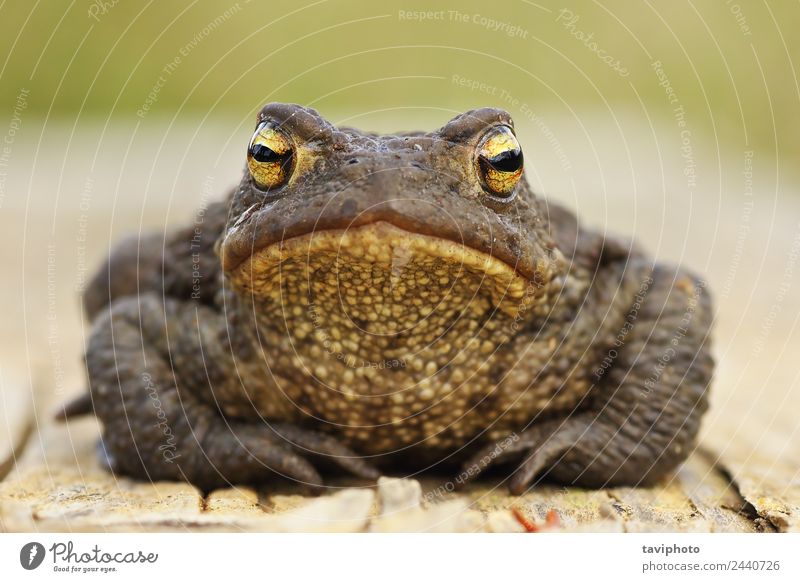 süße braune Kröte mit Blick auf die Kamera schön Gesicht Umwelt Natur Tier stehen dunkel groß natürlich niedlich schleimig wild grau Bufo allgemein Unke