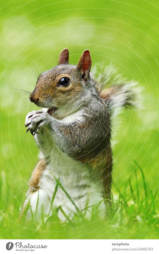 graues Eichhörnchen frisst Nuss auf dem Rasen Essen Garten Natur Tier Gras Park Wald Pelzmantel füttern sitzen stehen klein natürlich niedlich wild braun grün