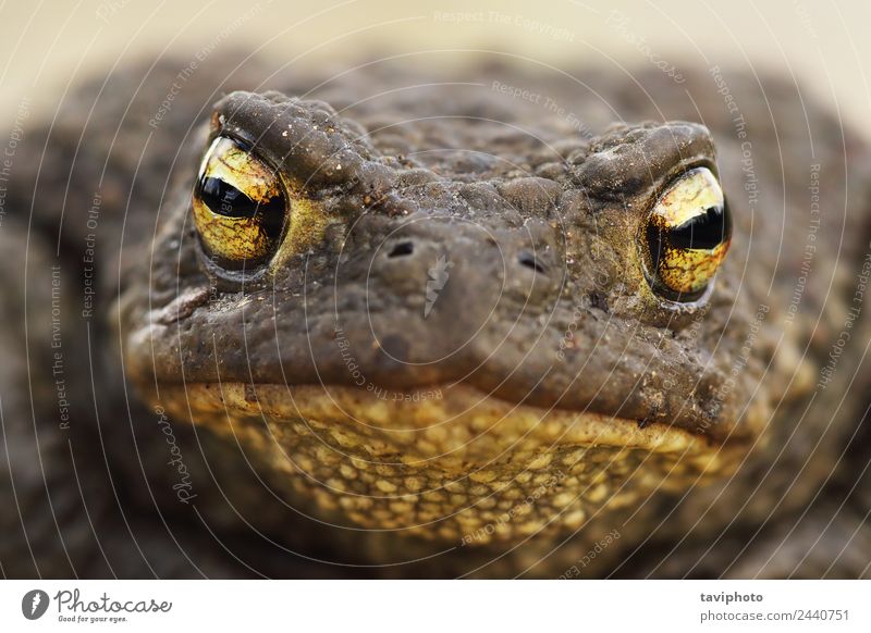 Makroaufnahme des Bufo Bufokopfes schön Haut Gesicht Erwachsene Natur Tier natürlich niedlich schleimig wild braun grau allgemein Unke Frosch Amphibie Kopf