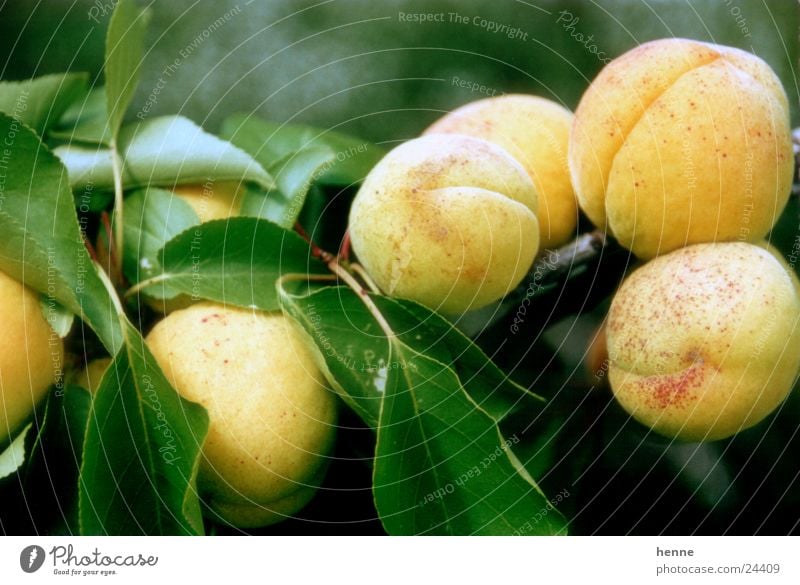 Aprikosenzweig Blatt Makroaufnahme Frucht Zweig Ast Graffiti Sonne