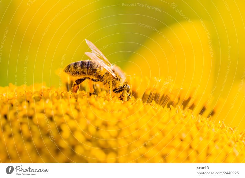 Makro Honig Biene sammelt gelbe Pollen auf Sonnenblume in Natur Körper Sommer Sonnenbad Arbeit & Erwerbstätigkeit Umwelt Pflanze Tier Sonnenlicht Frühling