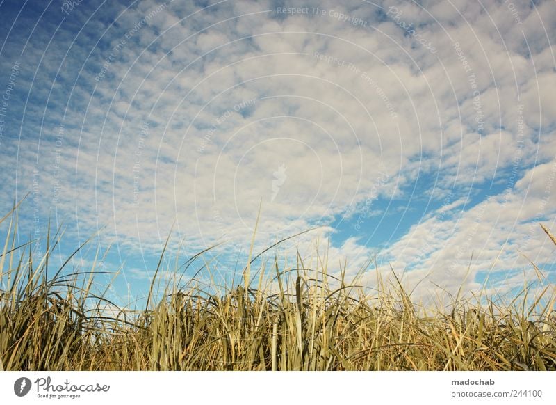 Das Gras ist hoch, man kann kaum blicken. harmonisch Wohlgefühl Zufriedenheit Sinnesorgane Erholung ruhig Natur Landschaft Pflanze Himmel Wolken Sommer Wetter