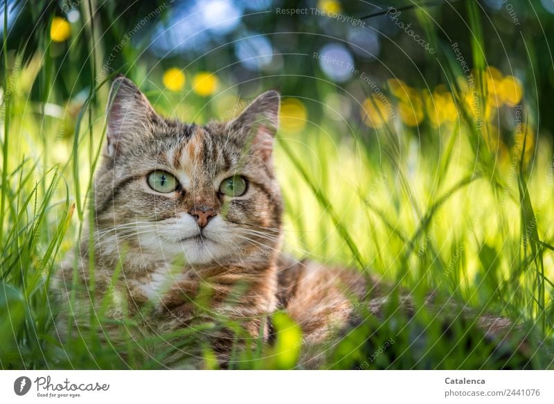 Kätzchen im hohen Gras Natur Pflanze Tier Sommer Schönes Wetter Blume Blatt Blüte Sumpf-Dotterblumen Garten Wiese Haustier Katze 1 beobachten liegen schön blau