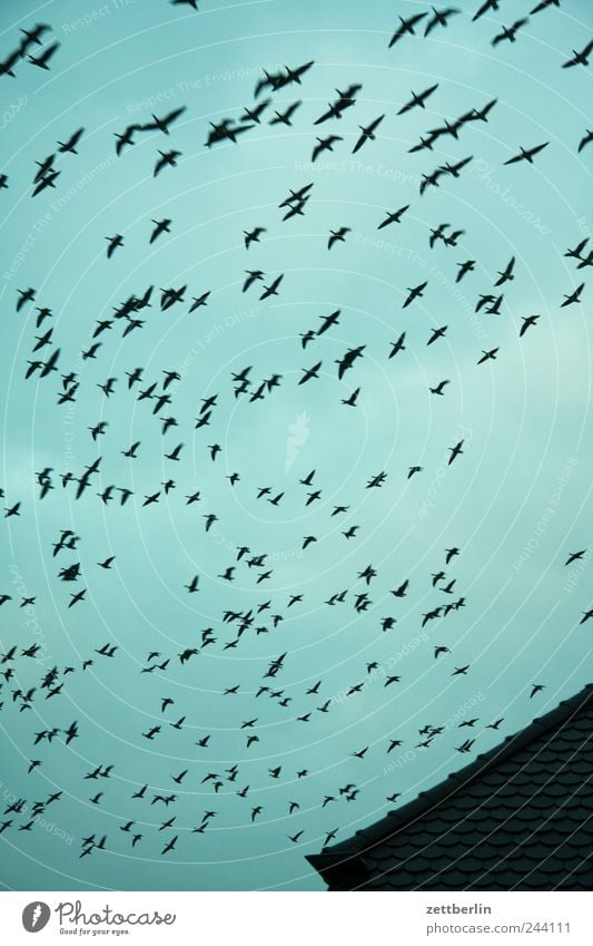 Vögel Umwelt Natur Tier Luft Himmel nur Himmel Wolken Herbst Klima Wind Vogel Schwarm fliegen middelhagen Oktober Zugvogel Ferien & Urlaub & Reisen Vogelschwarm