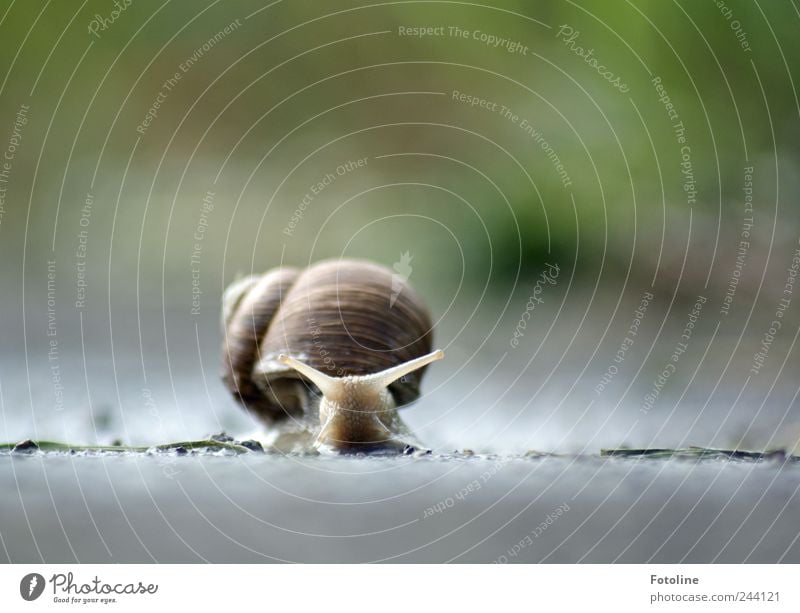 He Schneckchen! Umwelt Natur Pflanze Tier Urelemente Erde Wasser Sommer Gras Sträucher Garten Wildtier Schnecke hell nass natürlich Schneckenhaus