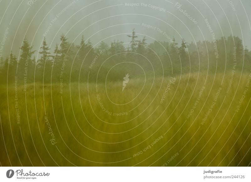 Ahrenshoop Umwelt Natur Landschaft Pflanze Klima schlechtes Wetter Regen Baum Gras Wiese Wald Küste Düne Darß dunkel natürlich wild Stimmung Farbfoto