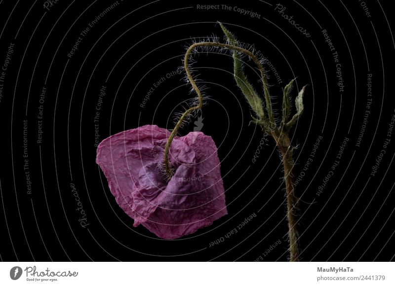 Mohn in schwarz Pflanze Blume Gras Blatt Blüte Wildpflanze Stimmung Glück Frühlingsgefühle Euphorie Coolness Optimismus Erfolg Kraft Farbfoto Innenaufnahme