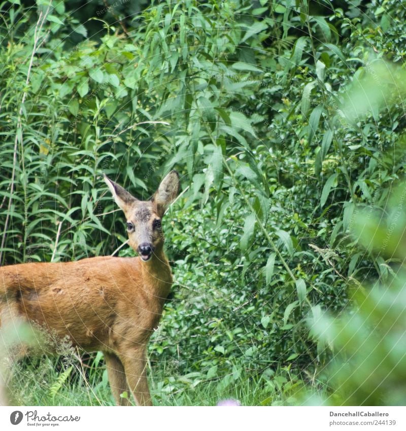 Garten-Safari II :-p Natur Frühling Sommer Pflanze Park Tier Wildtier 1 Tierjunges frech frei Freundlichkeit Glück schön braun grün Freude Tierliebe Wachsamkeit