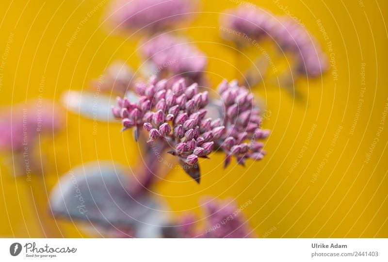 Blüte der Fetthenne Natur Pflanze Sommer Herbst Blume Blatt Topfpflanze Sedum Telephium Garten Park Blühend außergewöhnlich frisch verrückt violett Purple