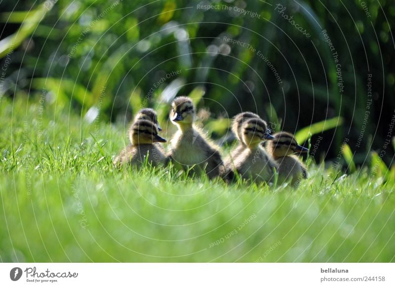 Nest aus *200* Grashalmen Natur Frühling Sommer Pflanze Sträucher Wildpflanze Wiese Seeufer Flussufer Tier Wildtier Vogel Tiergruppe Tierjunges beobachten frech