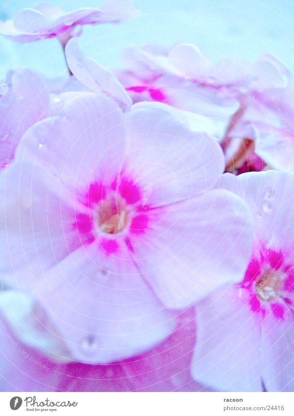 Blumen Blüte Pflanze rosa weiß Frühling Natur Flox