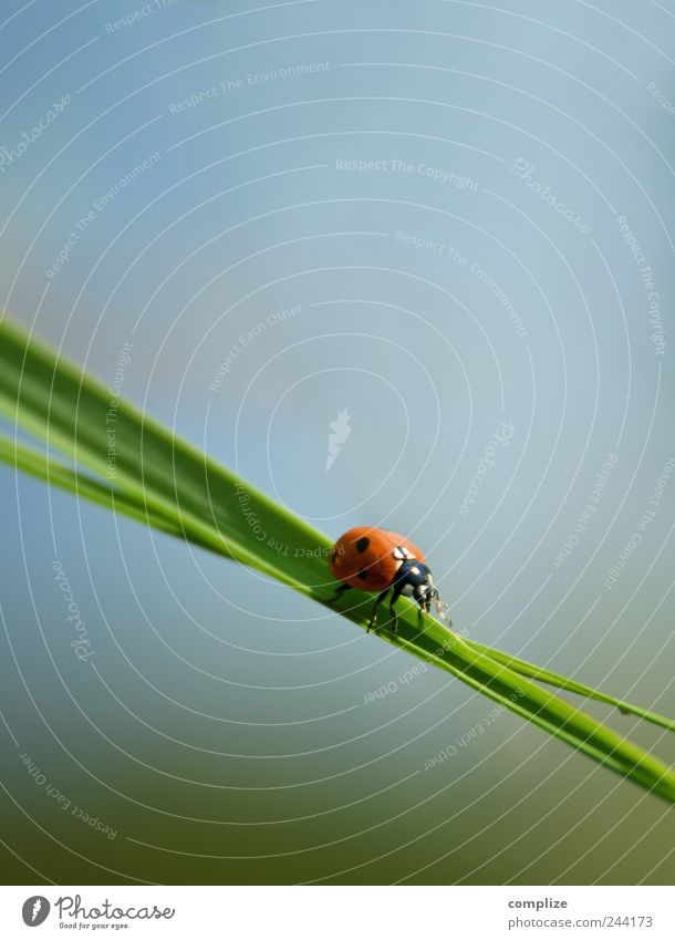 Marienkäfer auf Gras Glück Glücksspiel Lotterie Umwelt Natur Pflanze Sträucher Straße blau grün Käfer abwärts Punkt Farbfoto Außenaufnahme Makroaufnahme