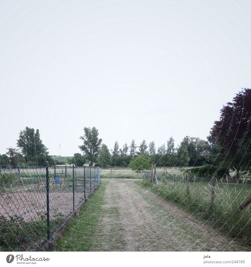 weg Umwelt Natur Landschaft Himmel Pflanze Baum Gras Sträucher Garten Wiese Feld natürlich trist blau grau grün Farbfoto Außenaufnahme Menschenleer