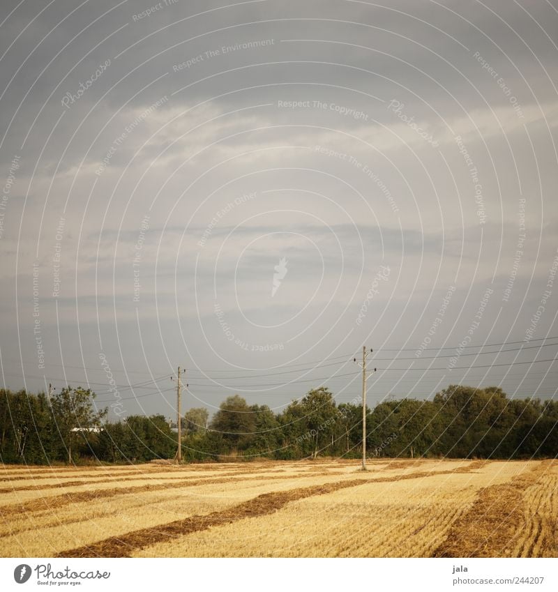 güldener sommer Umwelt Natur Landschaft Pflanze Himmel Baum Gras Sträucher Grünpflanze Nutzpflanze Feld Strommast natürlich blau gold grün Farbfoto