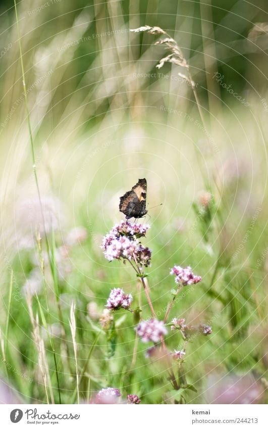 Gelandet Umwelt Natur Pflanze Tier Sonnenlicht Sommer Schönes Wetter Blume Gras Blüte Grünpflanze Wildpflanze Wiese Wildtier Schmetterling Insekt 1 Blühend