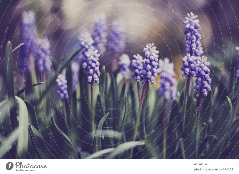 muscari. Natur Pflanze Traubenhyazinthe Garten grün violett Farbfoto Außenaufnahme Nahaufnahme Textfreiraum oben Tag Schwache Tiefenschärfe Zentralperspektive