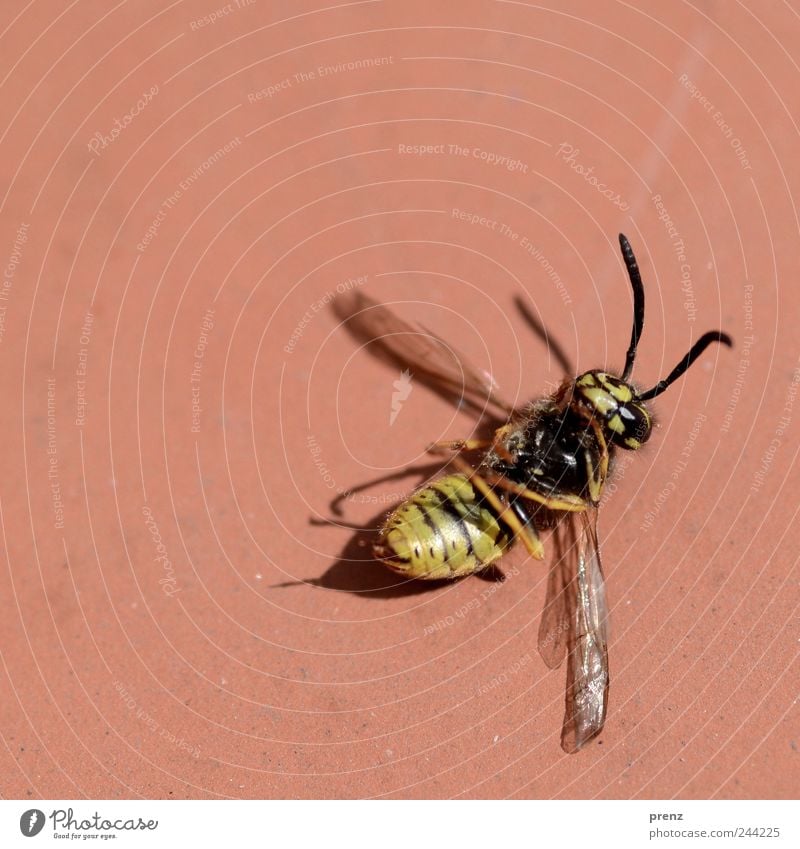 gestorben Tier Wildtier Totes Tier Flügel 1 gelb schwarz Insekt Tod Fühler Stachel liegen Farbfoto Außenaufnahme Menschenleer Tag Sonnenlicht