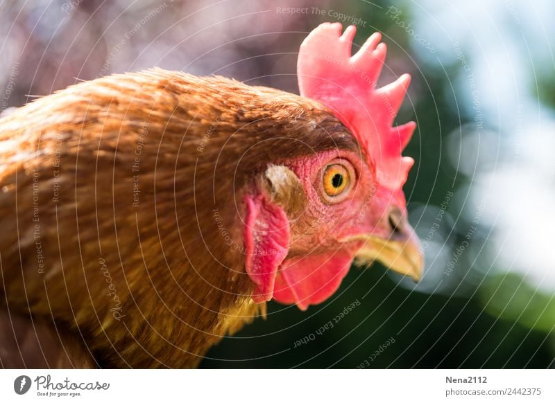 Nullachtfünfzehn | Huhn Tier Tiergesicht Zoo Streichelzoo 1 hocken Blick Aggression lustig rot Nutztier Haushuhn Blick nach vorn Kamm Ei Bioprodukte