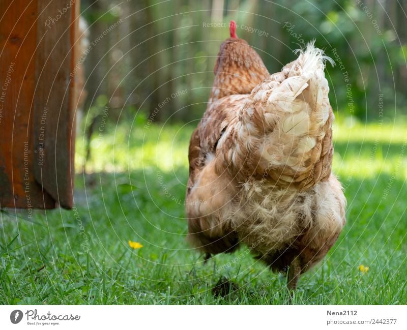 Emotionen | Bockig... Umwelt Natur Garten Wiese Vogel Huhn frech Glück Unendlichkeit Vertrauen Tierliebe Enttäuschung Angst Bauernhof Nutztier Bioprodukte