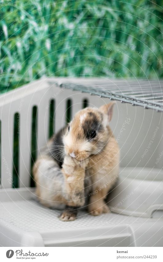 Helmut bei der Pediküre Gras Tier Haustier Tiergesicht Hase & Kaninchen Zwerghase Zwergkaninchen Beine Tierfuß Hinterlauf Auge 1 Tierjunges Käfig Reinigen