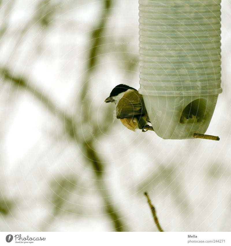 Vorratshaltung Umwelt Natur Tier Ast Zweige u. Äste Vogel Meisen Kohlmeise 1 Fressen hocken sitzen klein natürlich niedlich nachhaltig Überleben Futterplatz