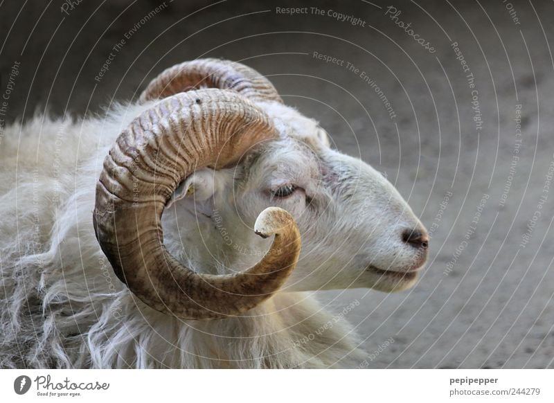 Schafbock Ferien & Urlaub & Reisen Zoo Nutztier Tiergesicht Fell Streichelzoo 1 Gelassenheit Bauernhof Horn Gedeckte Farben Außenaufnahme Nahaufnahme