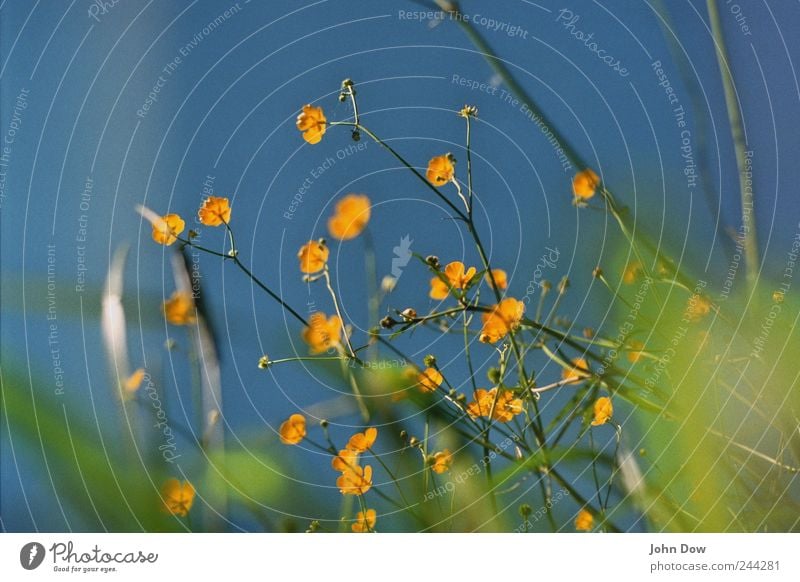 Blümchentapete Himmel Wolkenloser Himmel Pflanze Blume Gras Park Wiese Wachstum blau gelb grün Frühlingsgefühle Vergänglichkeit Blüte Blatt Blühend Blütenstiel