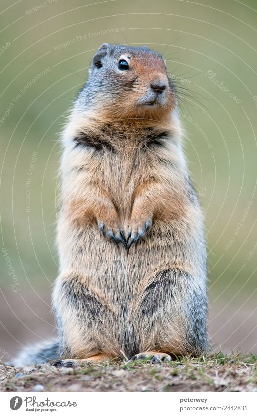 Cute ground squirrel in Banff national park, Canada Ausflug Natur Tier Park 1 niedlich Alberta alert america animal Banff National Park beautiful black brown