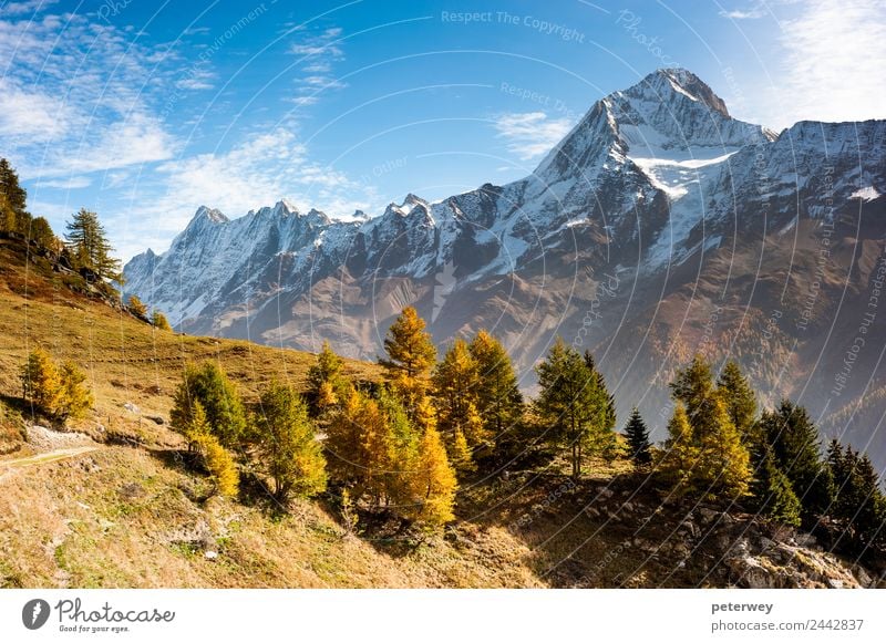 Bietschorn mountain peak in autumn wandern Natur Alpen braun gold alpin alps bietschorn fall grass hiking hiking trail landscape laucheralp Lötschental meadow