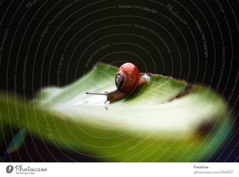 Schneckenexperiment 4 Umwelt Natur Pflanze Tier Sommer Blatt Garten 1 natürlich Schneckenhaus krabbeln schleimig Farbfoto mehrfarbig Textfreiraum oben Tag Licht