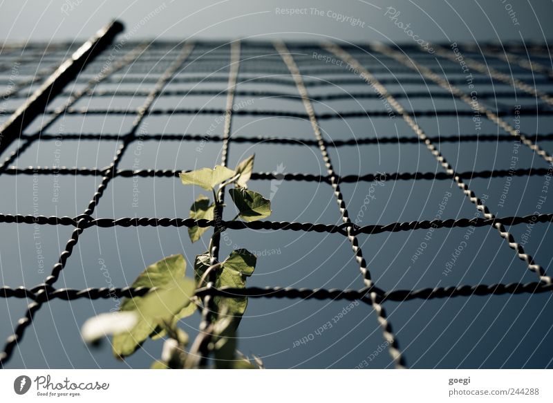 es gibt viel zu tun Himmel Pflanze Blatt Grünpflanze Kletterpflanzen Draht Drahtzaun Zaun Zaunpfahl Metall Wachstum Natur Umwelt verdreht Farbfoto Außenaufnahme