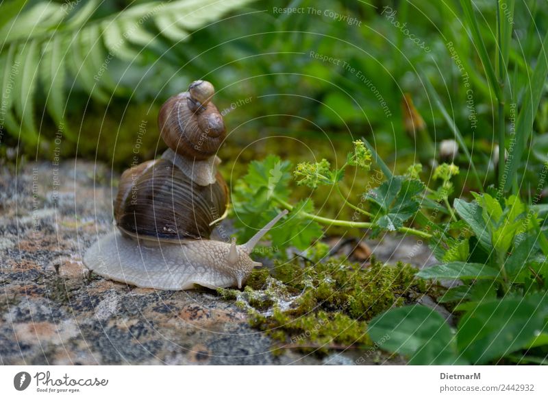 Schneckenfamilie Natur Wiese Alpen Hütte Holz beobachten berühren grün Alpe Giebla Blauer Himmel Grüne Wiesen Grünes Tal Holzschindeln Bundesland Vorarlberg