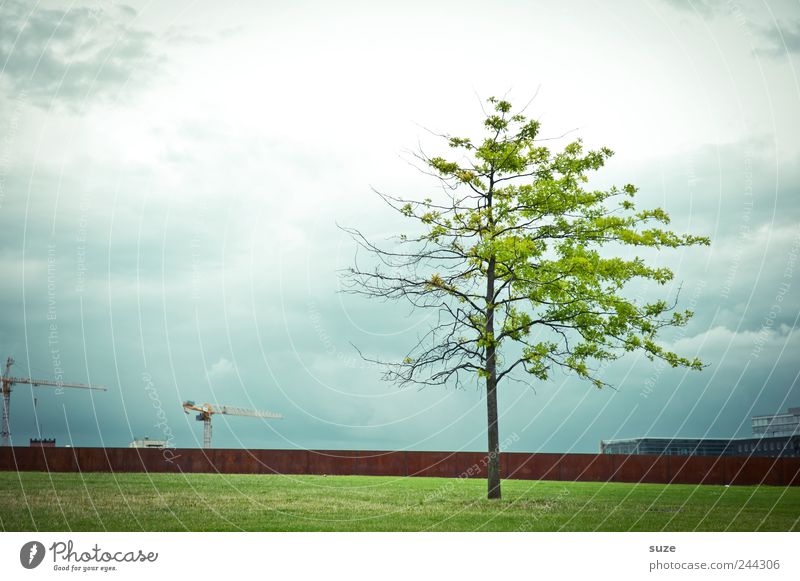 Gespaltene Persönlichkeit Baustelle Umwelt Himmel Wolken Klima Wetter Baum Wiese Stadtrand Platz Mauer Wand grün Wachstum Wandel & Veränderung Berlin Hälfte