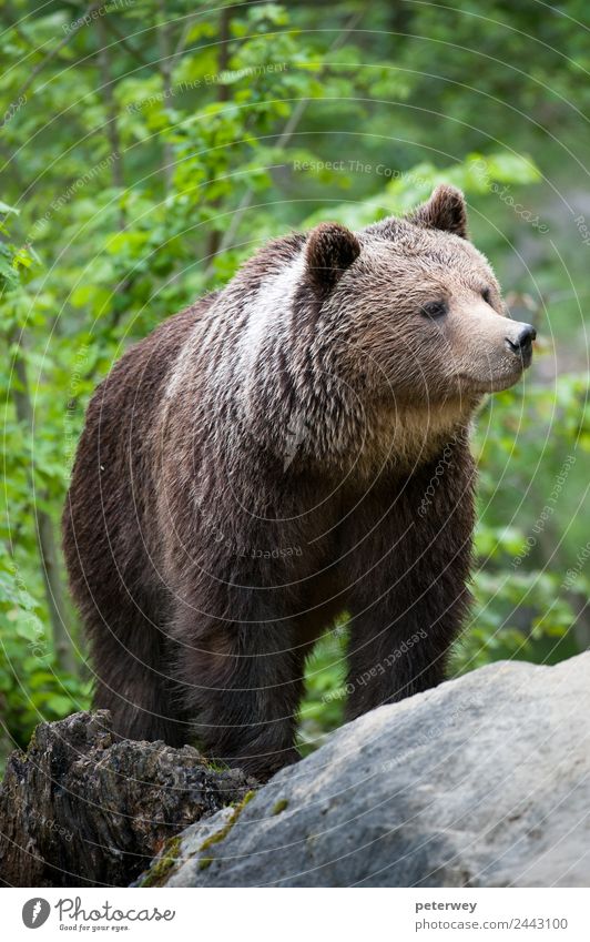 brown bear (lat. ursus arctos) stainding in the forest Ausflug Natur Park Wildtier Fell 1 Tier wild braun Kraft Tierliebe gefährlich Abenteuer animal beast