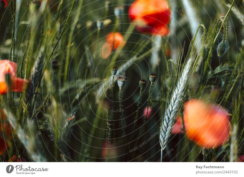 Mohnkapsel Ausflug Sommer Sommerurlaub Natur Pflanze Wärme Blume Mohnblüte Mohnfeld Mohnblatt Garten Wiese Feld Bewegung Blühend entdecken träumen Gesundheit