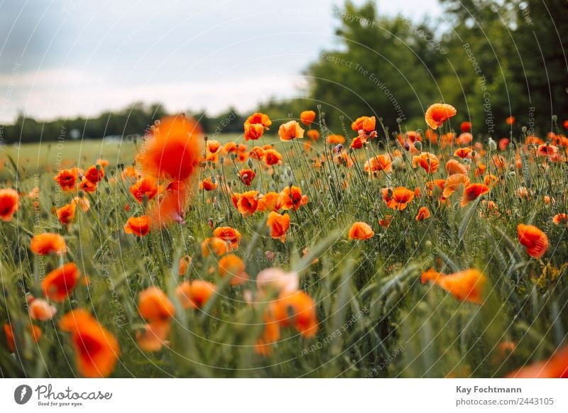 Mohnblumenfeld harmonisch Wohlgefühl Erholung Ferien & Urlaub & Reisen Ausflug Freiheit Sommer Sommerurlaub Umwelt Natur Landschaft Pflanze Wärme Blume Mohnfeld