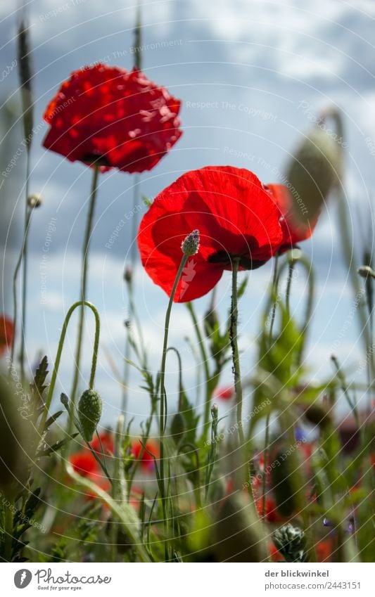 Poppy! Natur Pflanze Gras Mohnblüte berühren frei frisch Glück Fröhlichkeit Mohnblume Wiese Land Farbfoto Außenaufnahme Detailaufnahme Tag Froschperspektive