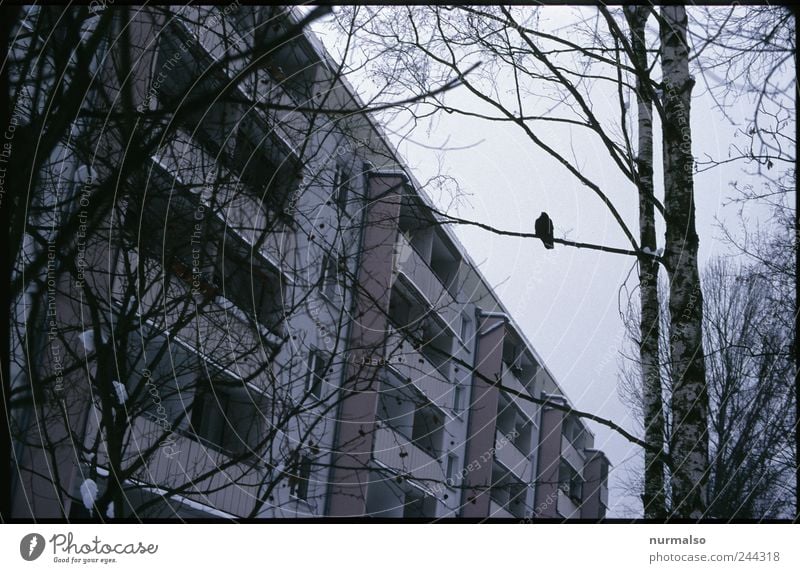 ganz allein Lifestyle Häusliches Leben Wohnung Kunst Umwelt Klima Nebel Baum Haus Hochhaus Fassade Balkon sitzen authentisch dunkel trashig trist Stimmung