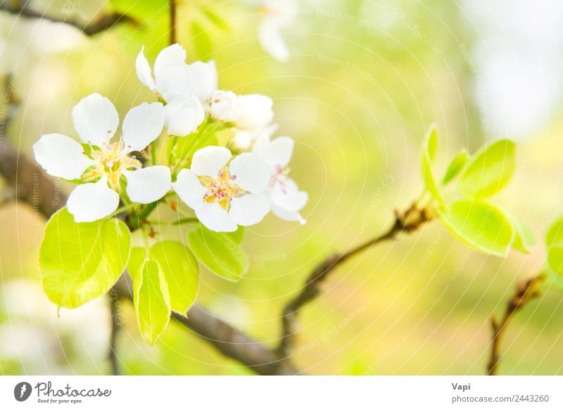 Blütenbirnenbaum mit weißen Blüten schön Garten Umwelt Natur Frühling Baum Blume Blatt hell natürlich neu weich blau gelb grün Farbe Birnbaum Hintergrund